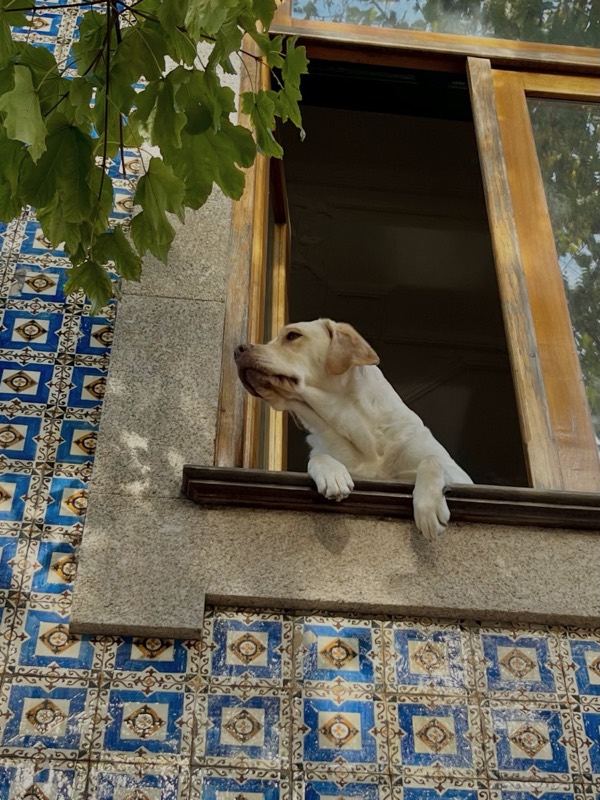 A dog leaning out of a window framed with blue azulejos