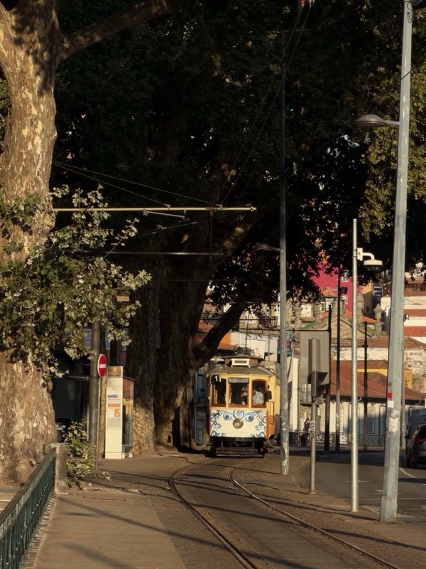 A historic tram coming down a tree-lined street
